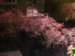 20061029d.jpg