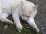 20070611d.jpg