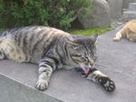 20070611j.jpg