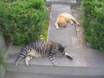 20070611k.jpg