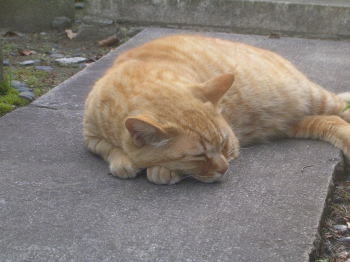 20070611l.jpg
