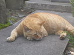 20070611m.jpg