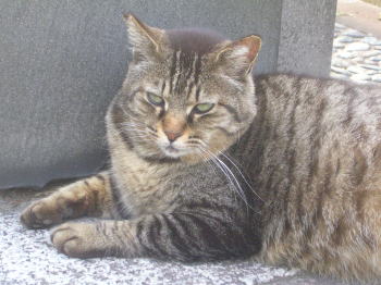 20070611p.jpg