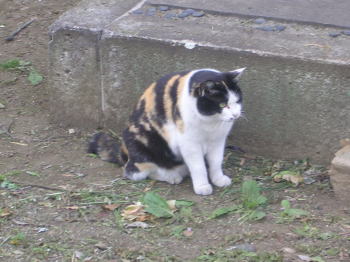 20070611t.jpg